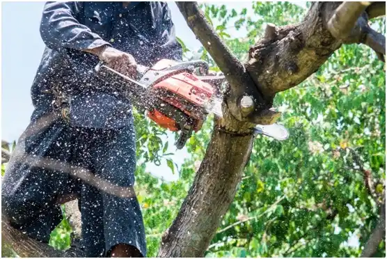 tree services China Grove